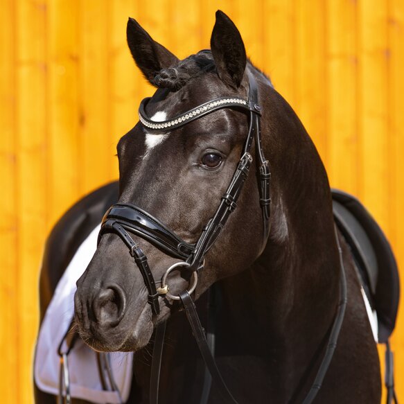 Passier hoofdstel - Starlight - Afbeelding 3